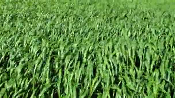 Campo ventoso de trigo, fondo de hierba — Vídeos de Stock