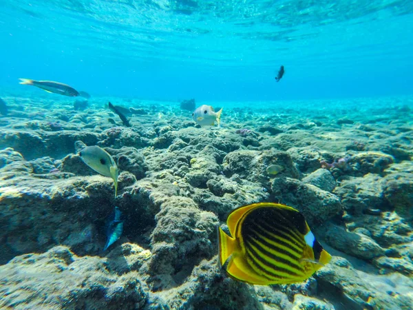 Підводний світ з рибою та кораловим рифом — стокове фото