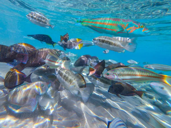 Підводний світ з рибою та кораловим рифом — стокове фото