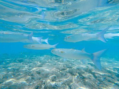 Balık ve mercan resifli sualtı dünyası