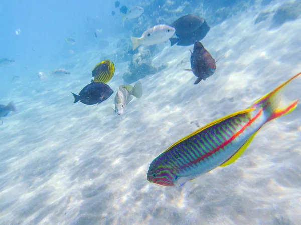 Underwater world with fish and coral reef