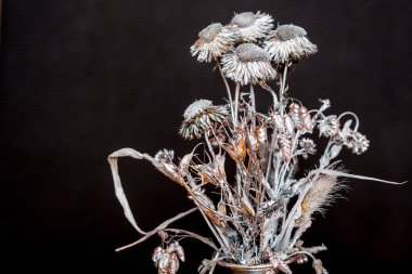Siyah, closeup üzerinde gümüş çiçek