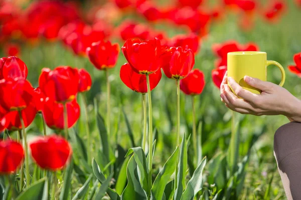 Ruce držící šálek čaje s pozadím přírodní světlé tulipány — Stock fotografie