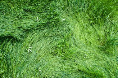 Yeşil çim arial görünümü