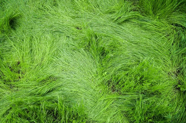 Vista de pasto verde —  Fotos de Stock