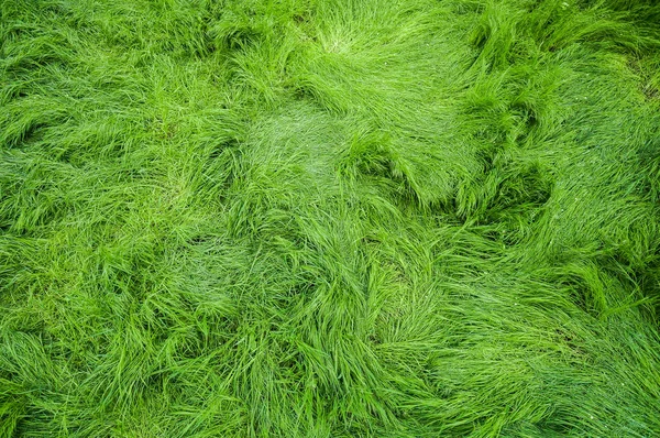 Vista de pasto verde —  Fotos de Stock