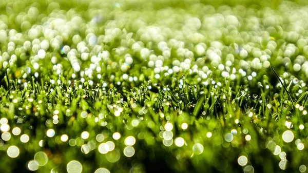 Zelená tráva s rosou tne ránu — Stock fotografie