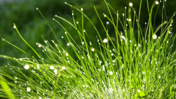 Hierba verde con rocío temprano en la mañana —  Fotos de Stock