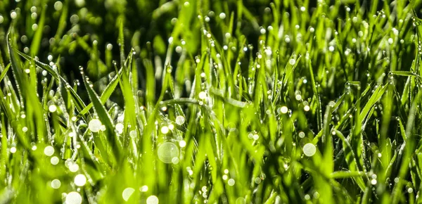 Hierba verde con rocío temprano en la mañana —  Fotos de Stock