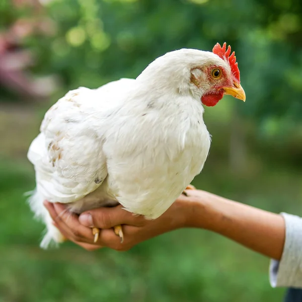 Poulet blanc à la main de garçon — Photo