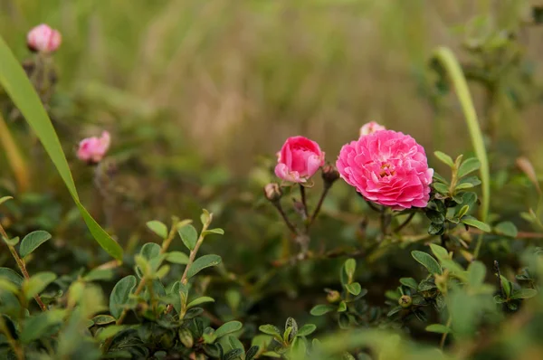 Wild garden with pink roses — Stock Photo, Image