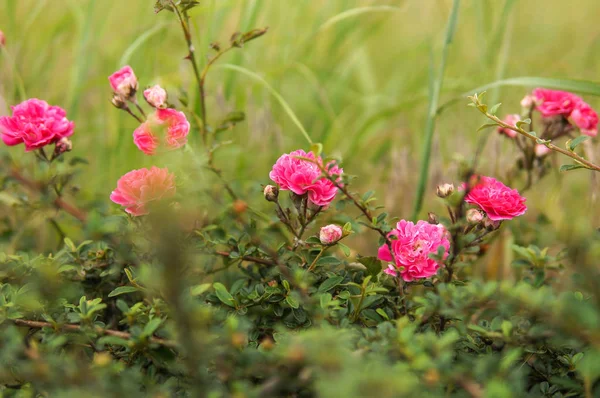 Giardino selvaggio con rose rosa — Foto Stock