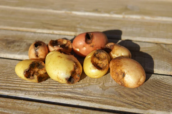 Kartoffelhaufen von Maulwurf-Grille gefressen — Stockfoto