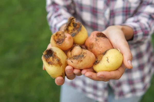 Farmer hold in hands potatoes eaten by mole cricket — Stock Photo, Image