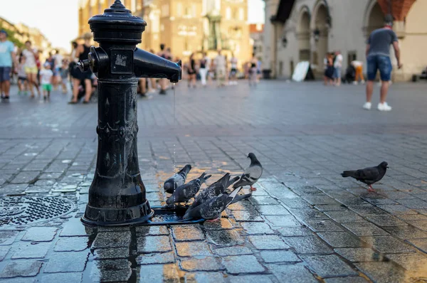 Centro storico, Piazza del Mercato di Cracovia, centro storico — Foto Stock