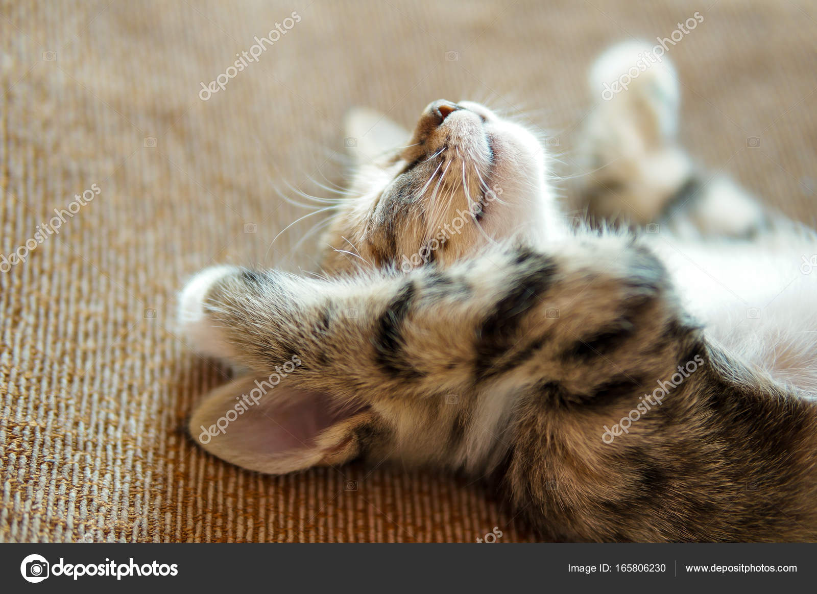Lazy cat lying on bed and stretching — Stock Photo © PEPPERSMINT