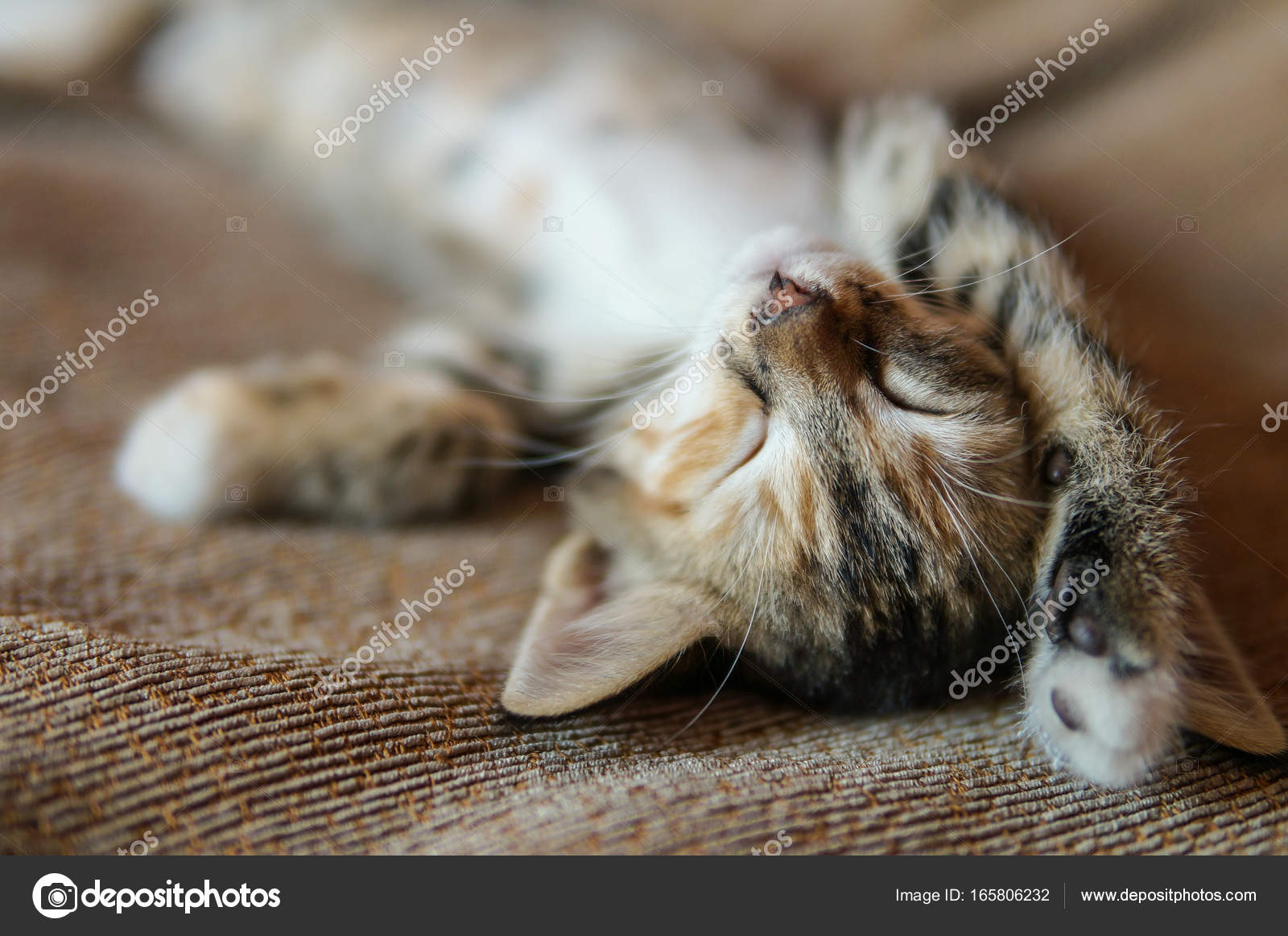Lazy cat lying on bed and stretching — Stock Photo © PEPPERSMINT