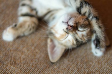 Tembel kedi yatakta yatarken ve germe