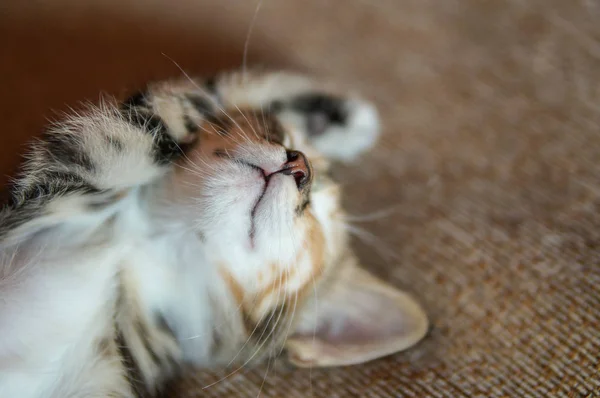 Leniwy kot leżący na łóżku i rozciąganie — Zdjęcie stockowe