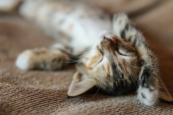 懒懒猫躺在床上和伸展运动 — 图库照片
