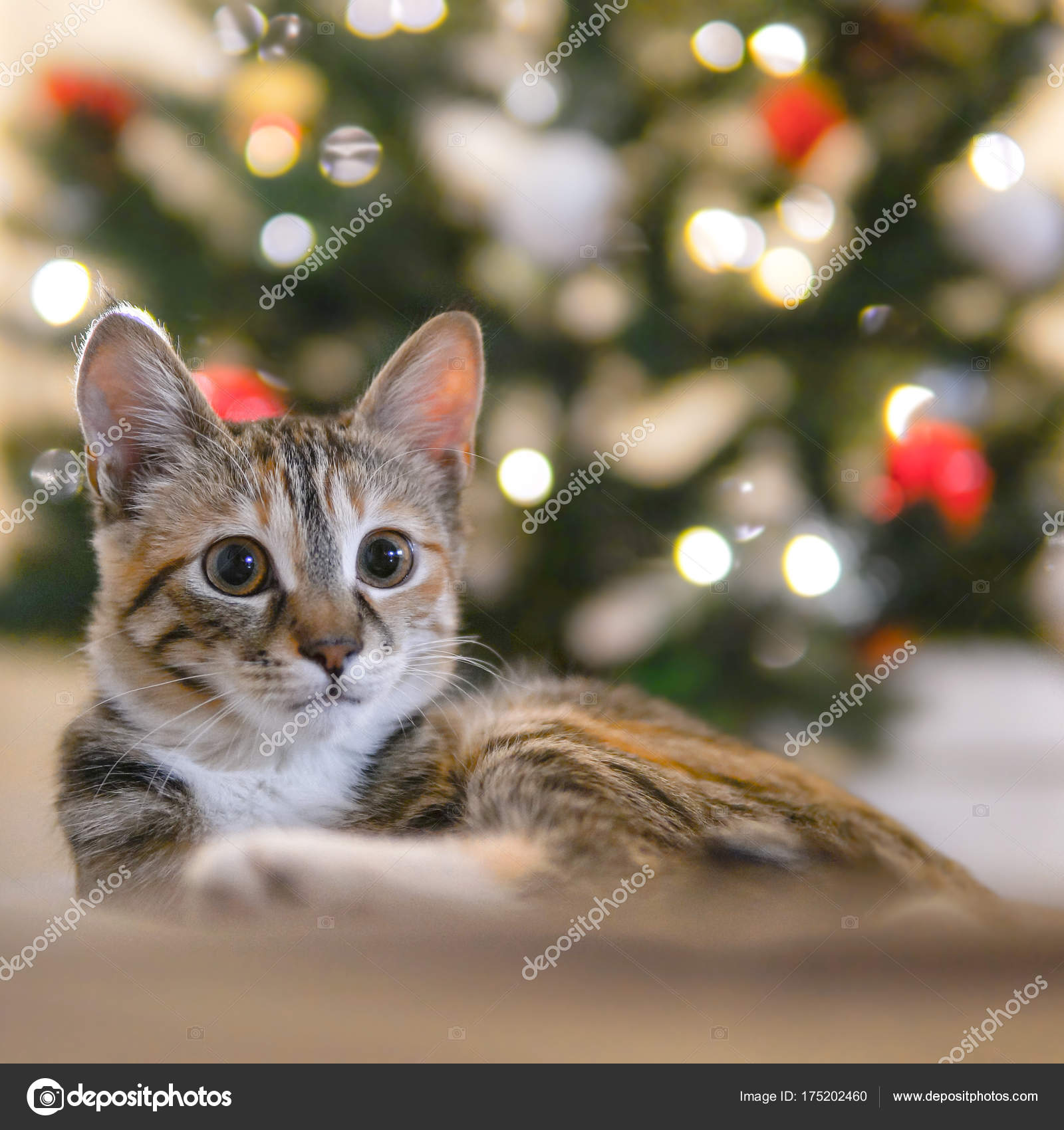 Chat Drôle Près Sapin Noël Photographie Peppersmint