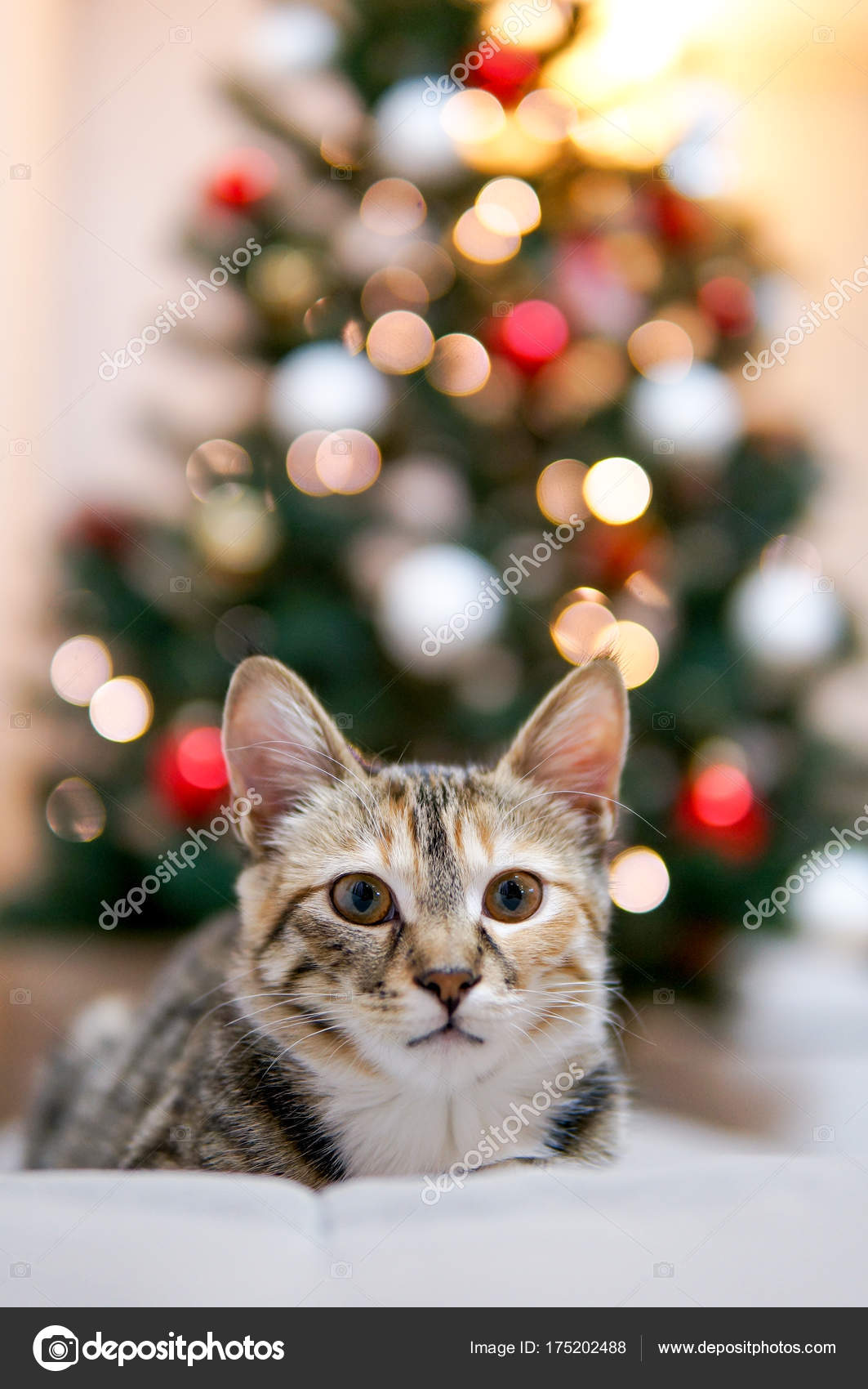 Chat Drôle Près Sapin Noël Photographie Peppersmint