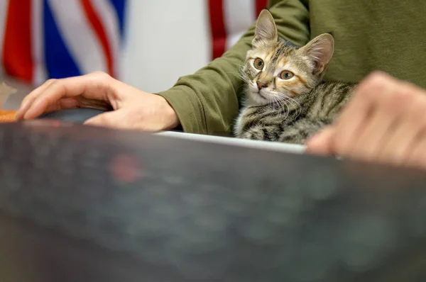 Cat Helping Work Office — Stock Photo, Image