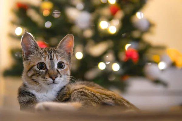 Lustige Katze Der Nähe Von Weihnachtsbaum — Stockfoto