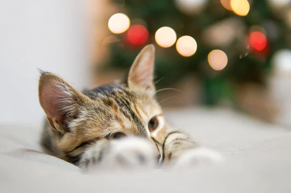 圣诞树附近的滑稽猫 — 图库照片