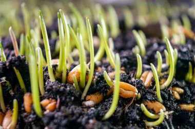 Yakın çekim taze buğday çimi içki için organik bitki