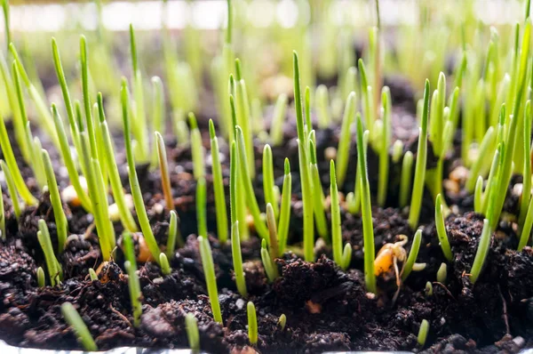 Close Fresh Wheatgrass Plant Organic Drink Process — Stock Photo, Image