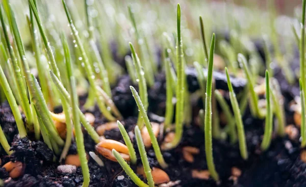 Close Fresh Wheatgrass Plant Organic Drink Process — Stock Photo, Image