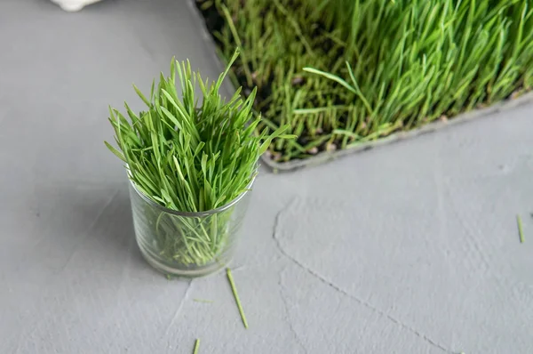 Extraction Wheatgrass Kitchen Copy Space Gray Background — Stock Photo, Image
