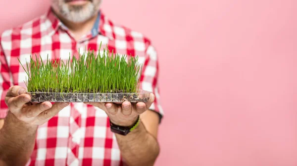 Człowiek Wheatgrass Zdrowe Różowym Tle Skupić Się Trawie Koncepcja Wiosna — Zdjęcie stockowe