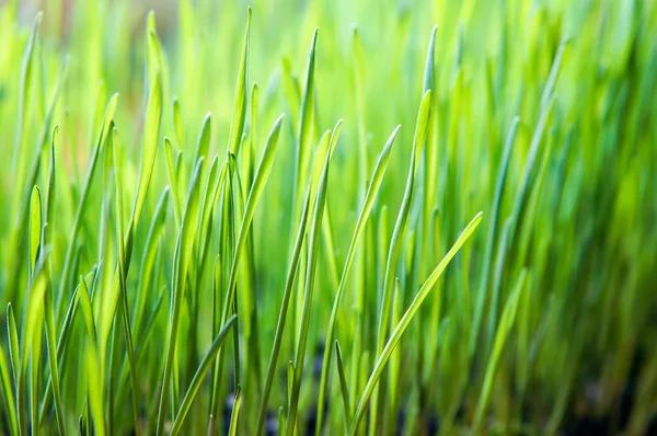 Nutriciosas Plantas Hierba Trigo Cosecha Propia —  Fotos de Stock