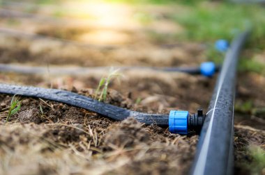 Sürükleme Sulama Sistemi Kapatın. Organik çilek yetiştirmek için kullanılan damlatma sistemi