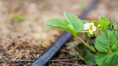 Sürükleme Sulama Sistemi Kapatın. Organik çilek yetiştirmek için kullanılan damlatma sistemi