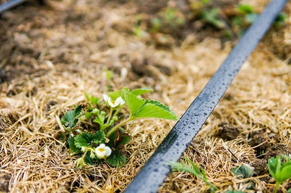 Tropfbewässerungssystem Aus Nächster Nähe Tropfbewässerungssystem Für Bio Erdbeeren Wächst Reihenweise — Stockfoto