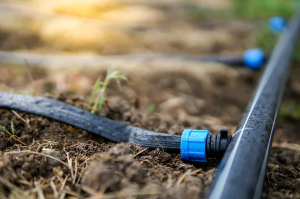 Droppbevattningssystem Närbild Droppbevattningssystem Som Används För Odling Ekologiska Jordgubbar — Stockfoto