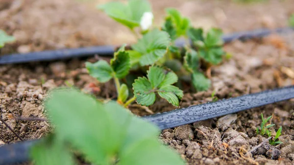 Tropfbewässerungssystem Aus Nächster Nähe Tropfbewässerungssystem Für Bio Erdbeeren Wächst Reihenweise — Stockfoto