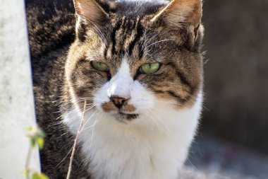 Bir kedi ciddi ciddi bir şeye bakıyor..