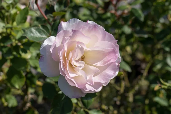 Rosa Blanca Rosa Rodeada Otras Plantas —  Fotos de Stock