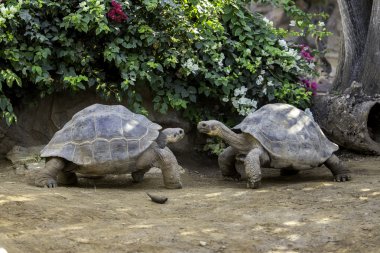 Dev kaplumbağa Hayvanat Bahçesi Parkı