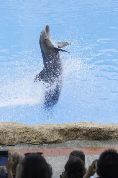 Delfín en parque zoológico — Foto de Stock