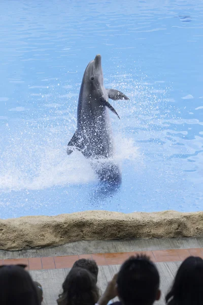Dolphin in zoo park — Stock Photo, Image