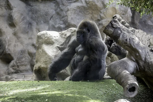 Gran zoológico de gorila — Foto de Stock