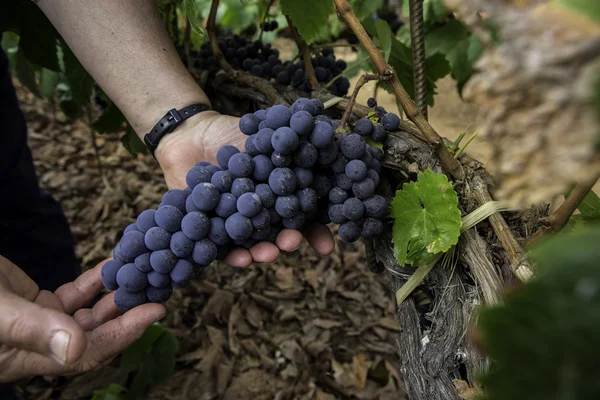 Vintage druiven voor wijn Rechtenvrije Stockfoto's
