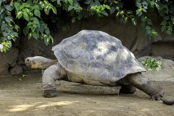 Reuze schildpad uit dierentuin park Stockfoto