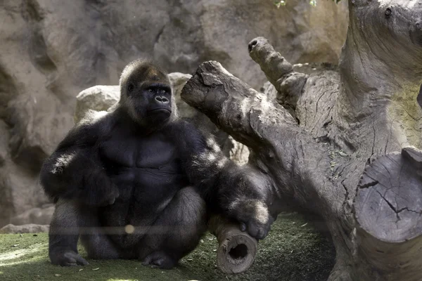 Grote gorila dierentuin Stockfoto