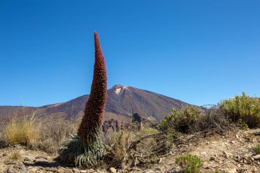 çiçek kırmızı Tajinastes